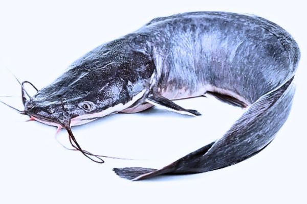 Catfish