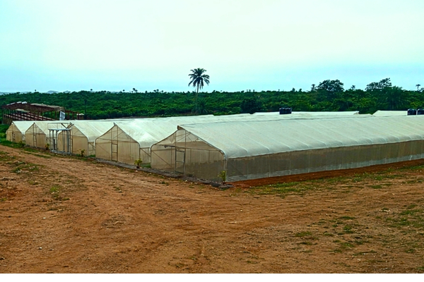 Greenhouse