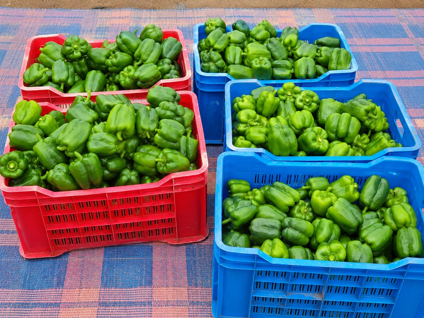 Harvested green bell peppers in crates