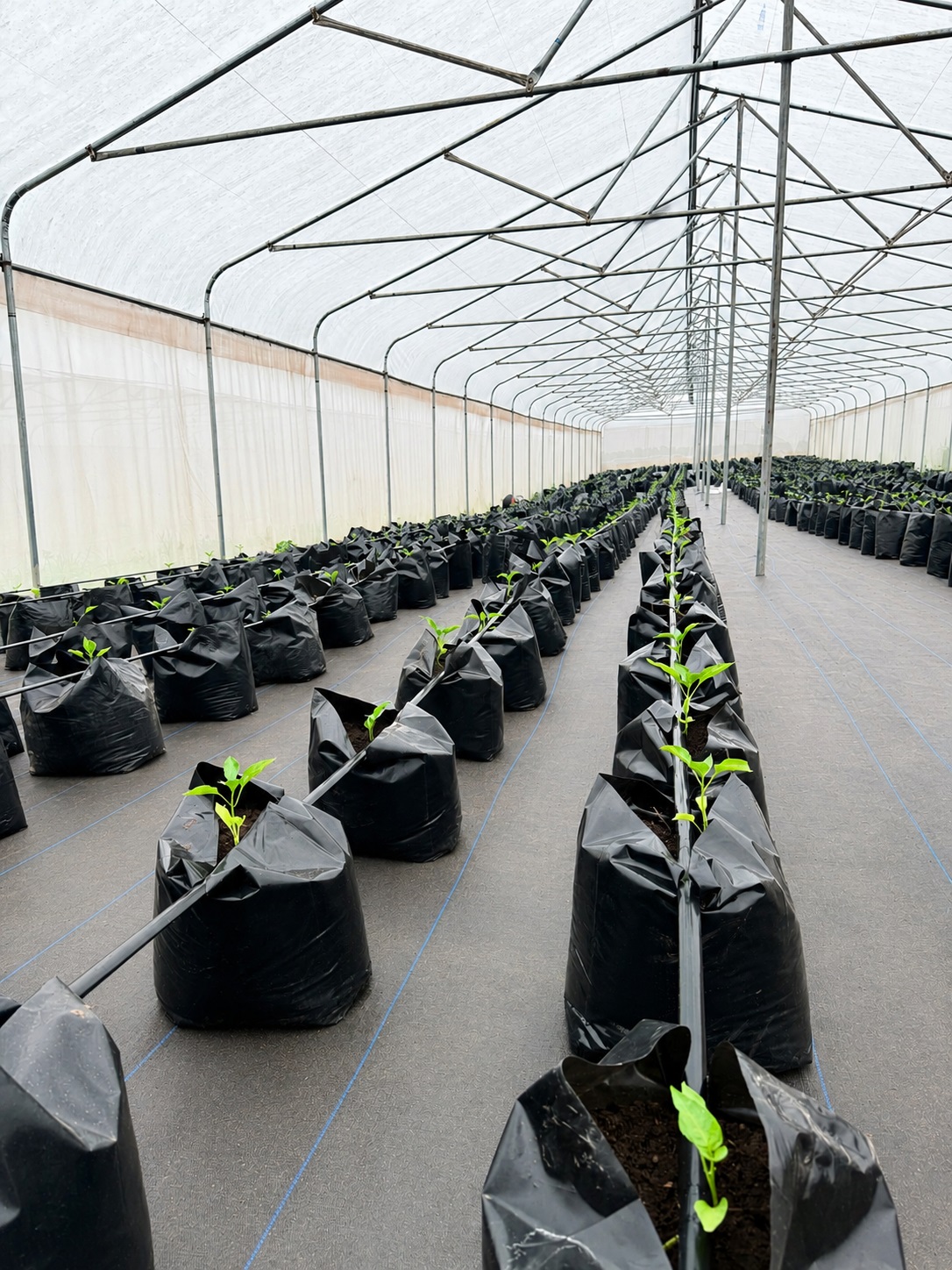 Bell pepper seedlings in grow bags inside greenhouse
