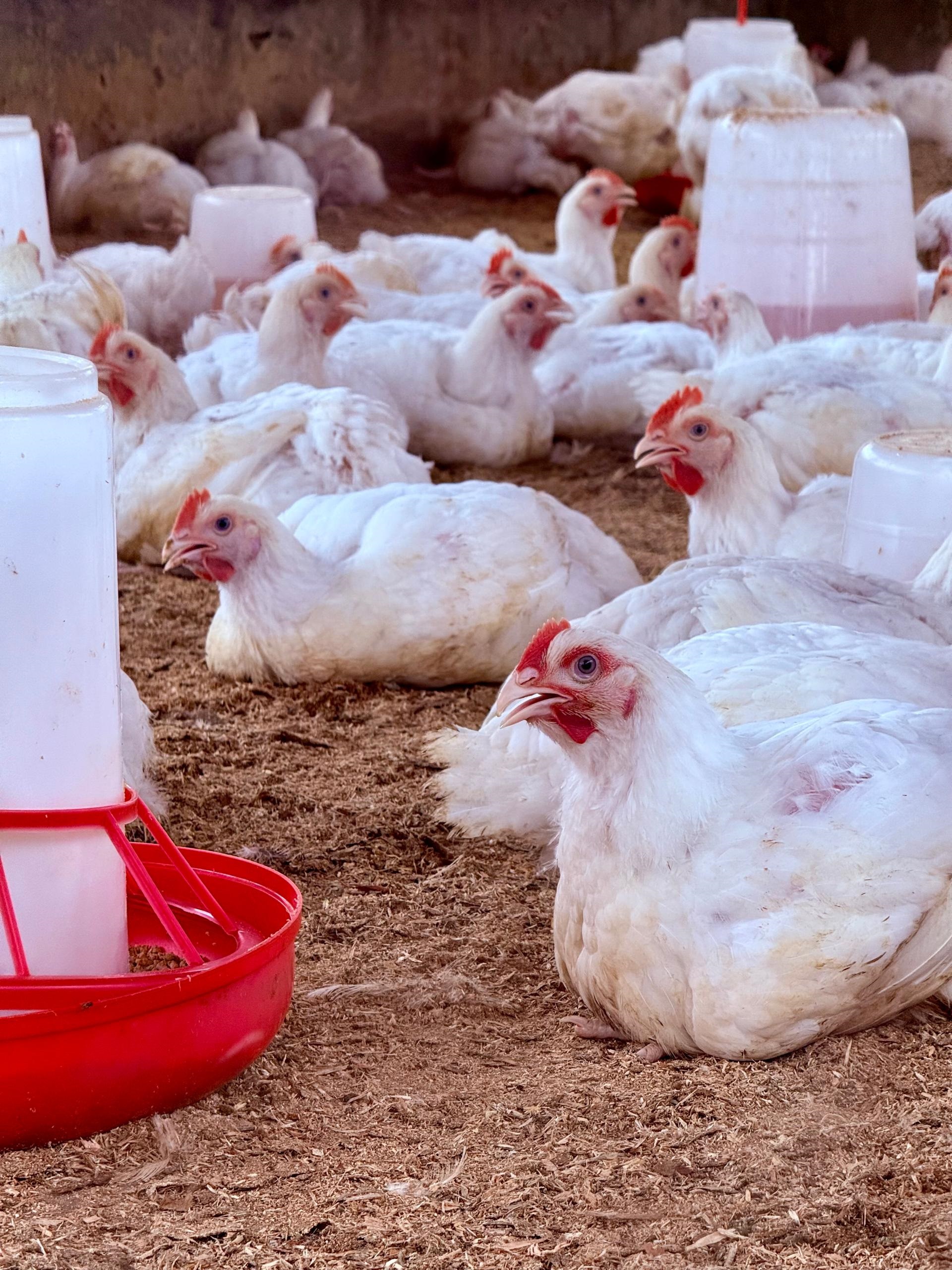 Poultry