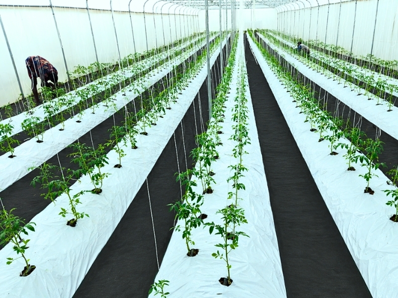 WGNI Farm