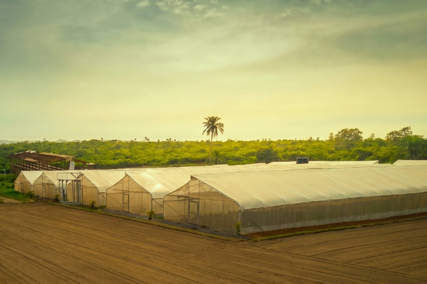 Agriculture Consulting
